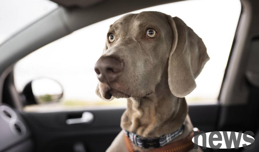 Do dogs like to wait in the car? Carelessness may cause the dog to lose his life