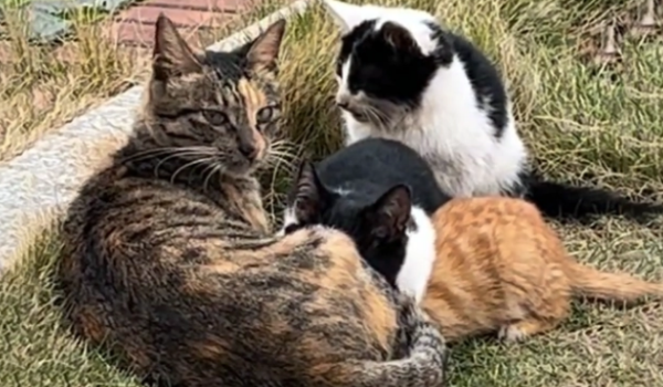 Encountering a three-legged stray cat, turning around and running with food in his mouth