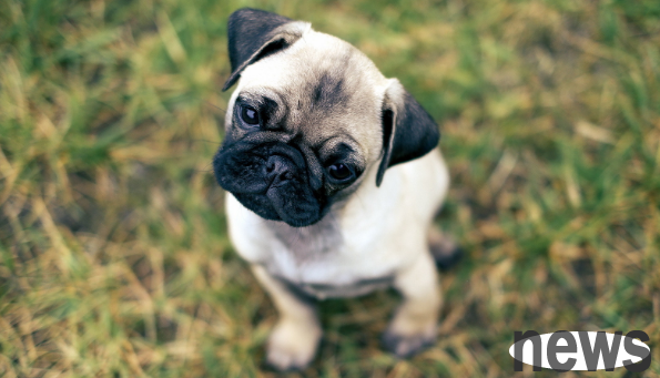 What should I do if there are cystic worms on a dog?