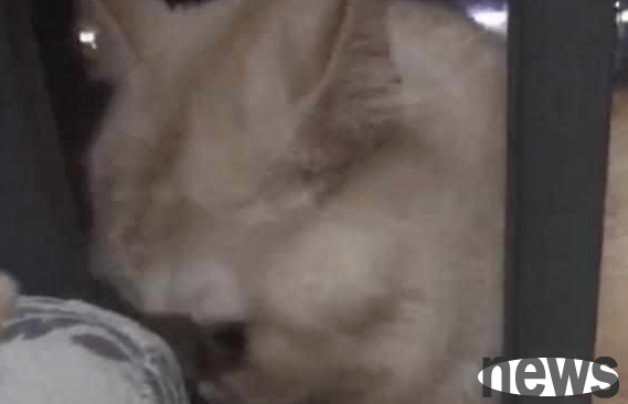 The owner was forced to sell the cat before she became pregnant and met again a year later. The cat s reaction made her cry
