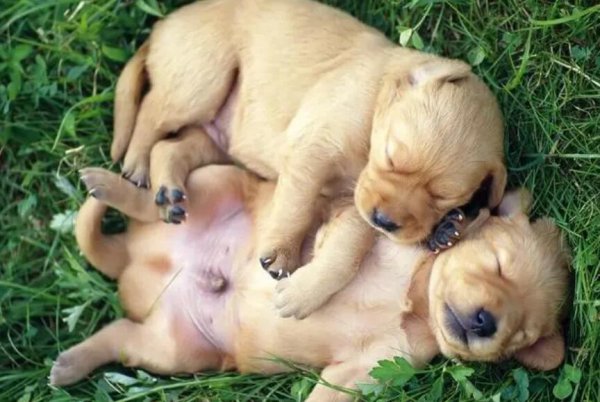 Most girls prefer small animals and dogs