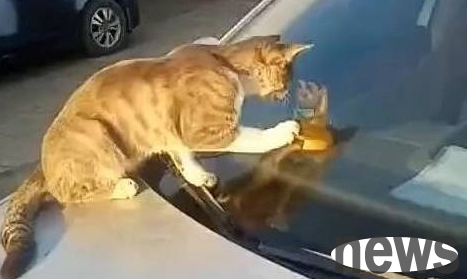 The stray cat lying on the hood of the car. The man was amused and laughed and cried after seeing it clearly. The cat: The guy inside is very strange.