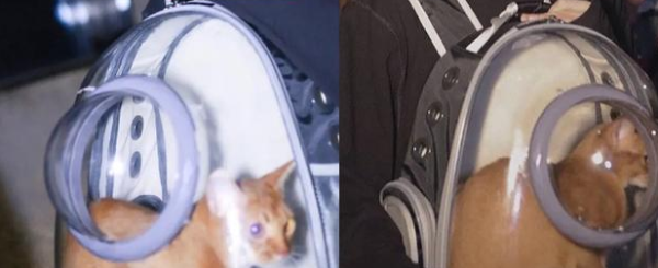 The idol s character after 1995 is suspected of collapse. He is accused of using cat hype to cause the cat to die, and even let the dog swallow vomit