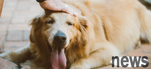What does it mean to retrieve dogs? What are the characteristics?