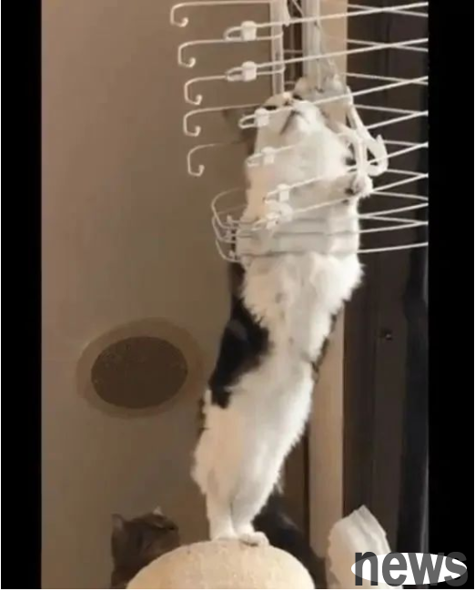 The cat crawled into the clothes drying rack, but unexpectedly couldn t get out, staring at the owner pitifully