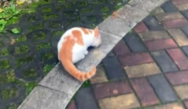 The stray cat came to the door to ask for it to be taken in, but was expelled by the dog and frightened into an airplane. In order to keep it, it pretended to be calm.