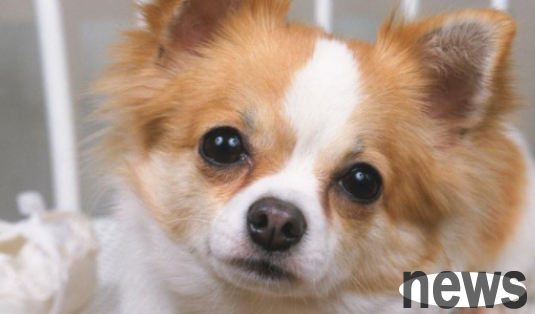 Can a dog keep his mouth closed when barking at night? The master needs to come and have a look.