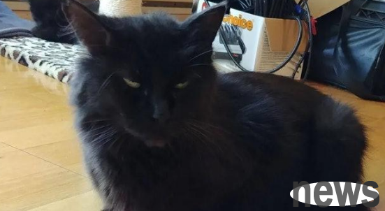 When the black cat first arrived, he entered the house with the girl. After a few days of testing, he came to join him with six children!