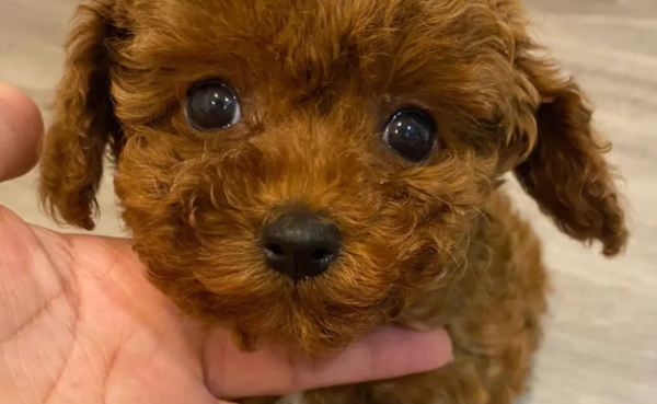 What small dogs can novices keep? These are more recommended