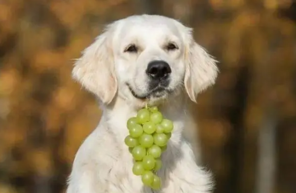 You said, is it okay for a dog to eat three grapes?