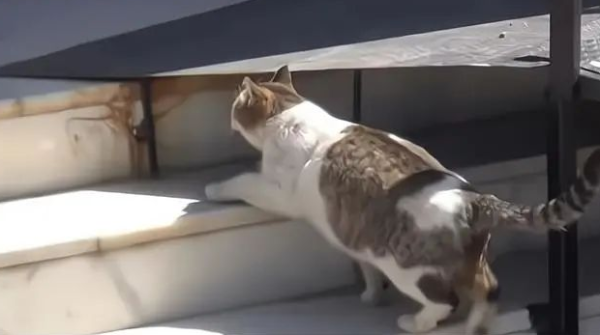 The pregnant cat mother shouted 