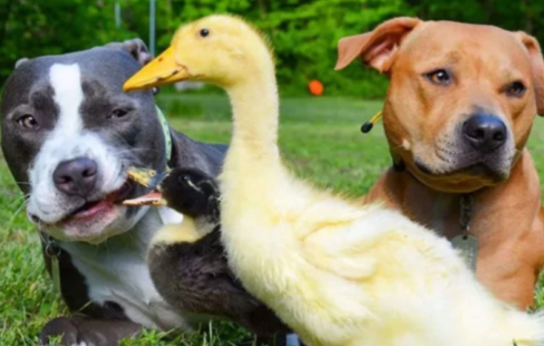 Today I will give you an answer, why can’t dogs eat duck meat?