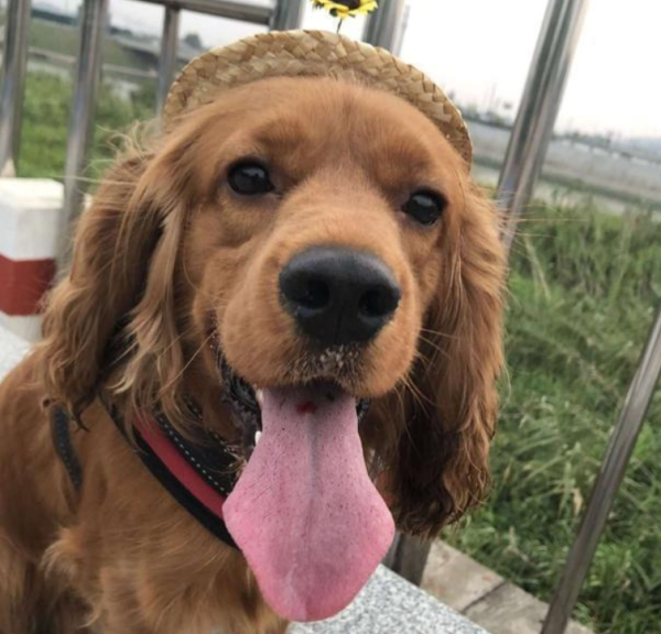 The dog picked up the little cat for two consecutive days, but the owner was helpless: if you pick it up again, you will raise it yourself.