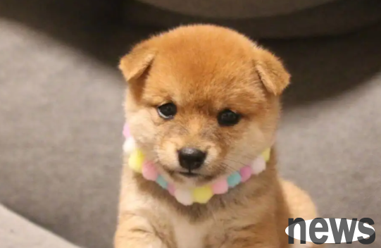 Look: What should I do if there are insects in my dog’s belly?