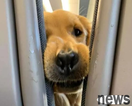 Can dogs take planes? Yes, yes