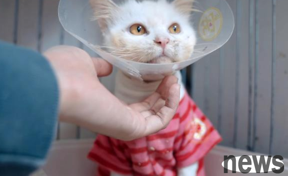 Pet cats who have been chained for three years have eaten leftovers and drank dirty water. Netizens: They live worse than stray cats