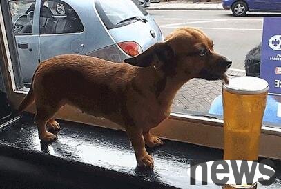 Is it okay if the dog drinks beer? This article tells you