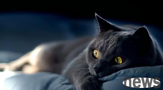 If a cat suffers from cat plague, the cat should be calm and rational, and use scientific treatment methods to cure the cat!