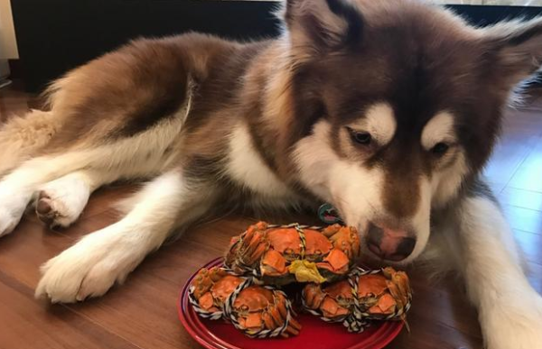 Can dogs eat crab shells? The owner must understand