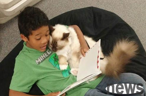 Therapy cats accompany children in reading books and accompany them to overcome obstacles!