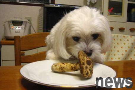 Can dogs eat matsutake mushrooms? Come and see this!