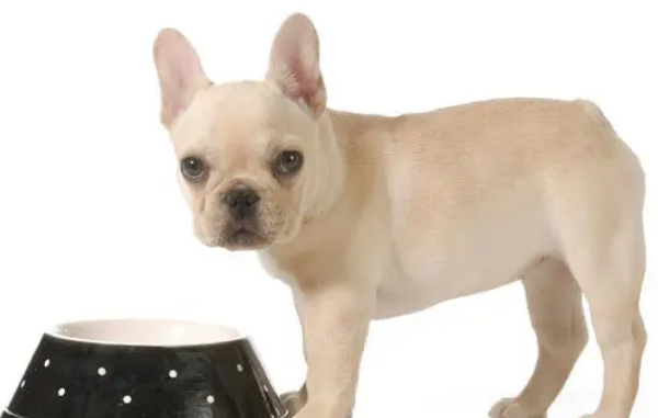 Can newly bought dogs eat probiotics to prevent infectious diseases? Correct feeding is more important