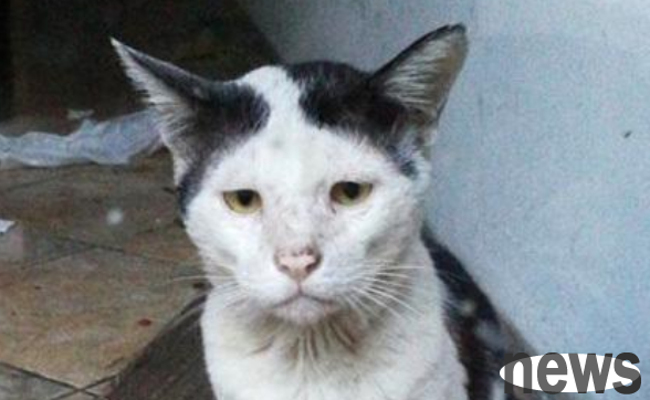 The cat is trapped in a closed restaurant, and the girl blames the unscrupulous boss, but she never thought that the culprit is the cat himself