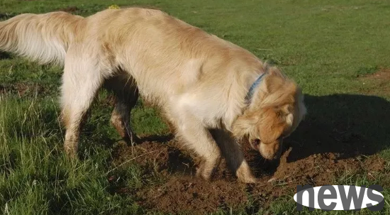 Why do dogs dig holes? Does the pet owner really understand?