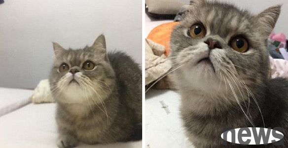 Get out of here with the cat! 3 years later, grandma is worried about losing weight like a monkey