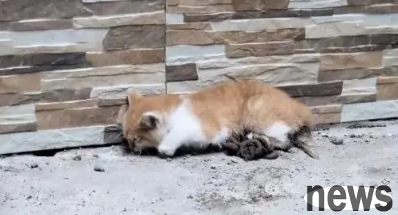 The kitten suffered a torn abdomen. Although she survived the surgery, she still hasn’t been able to survive it.