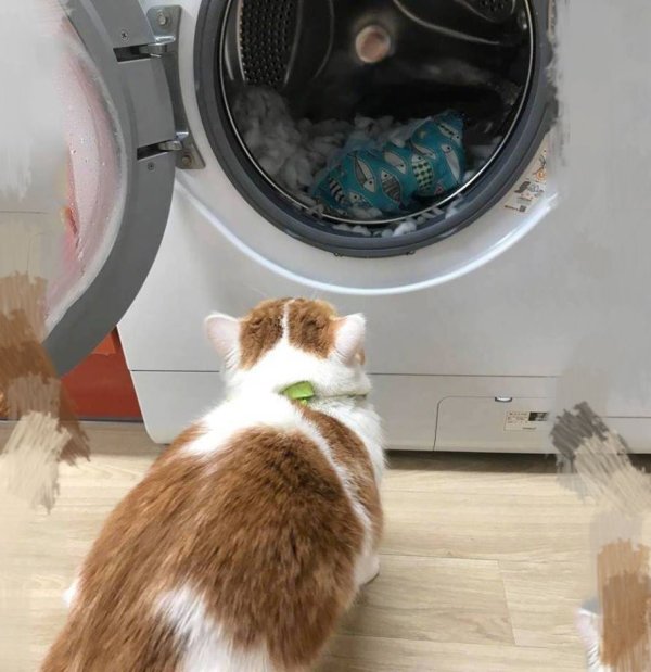 The scavenger put the cat s litter box into the washing machine and ruined it. The cat almost cried when he saw it: 