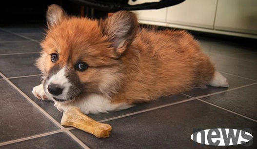 The dog keeps barking, probably because of this!