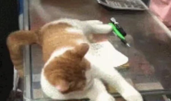 The cats I buy to attract business are getting more and more outrageous. They only sleep when they don’t eat.