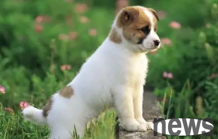 How to choose a dog? Open your eyes and see clearly!