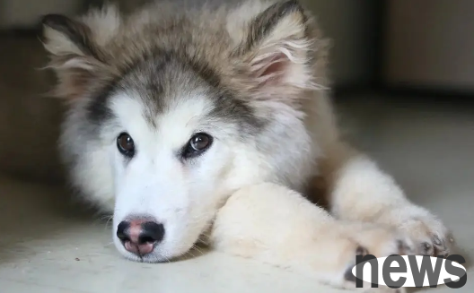 Dog owners must know the naughty levels of dogs at different stages.