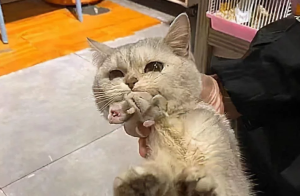 The cat was fostered in a pet store. A few days later, the boss sent a message: Come and pick up your cat quickly.