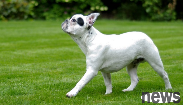 What is the IQ of a dog? let s see