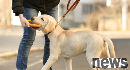 For first-time dog owners, these 6 types of dogs are very suitable, they are cheap and they are not picky eaters!