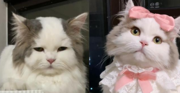 The Mediterranean bald cat became famous, and its owner repeatedly raped her, and her sad eyes made people love her