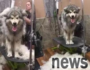 Do you know the five worst types of dogs to raise? Get out of the way quickly!