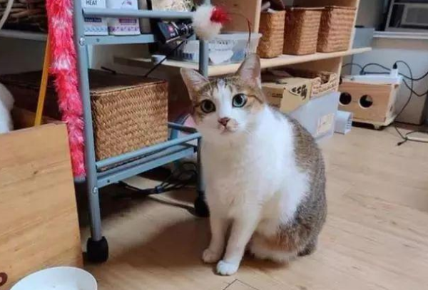 The slimming cat got fat even after eating slimming feed, and the owner finally discovered the secret of its secret eating.