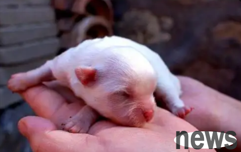 What are the training techniques for a newborn puppy?