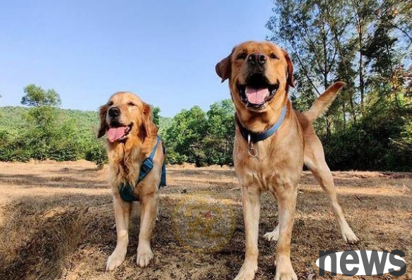 I met a little stray cat by chance while traveling and chased a good Samaritan for a kilometer to adopt him. Cat: I don’t want to be a stray anymore.