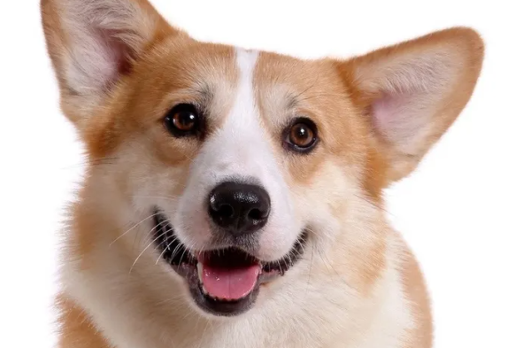 After your dog gives birth to puppies, do you know what to pay attention to?