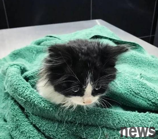 Two stray kittens abandoned on the roadside were destined to become brothers in need.