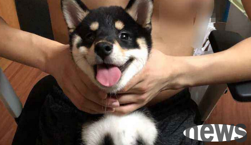 Why does a dog remain motionless after being pinched by the back of the neck? Hidden behind these