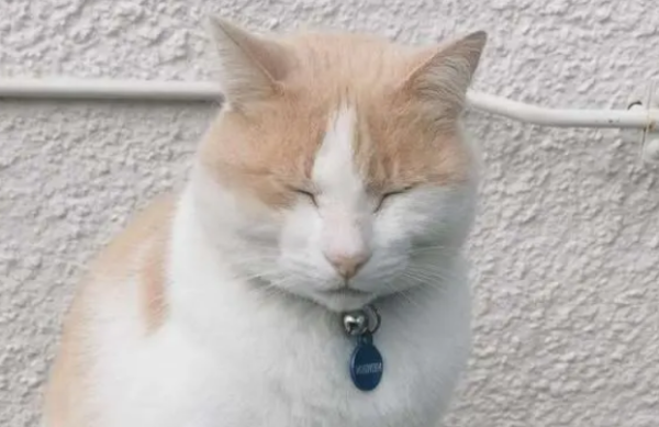 Stray cats hang out in the hospital all day and are forced to work