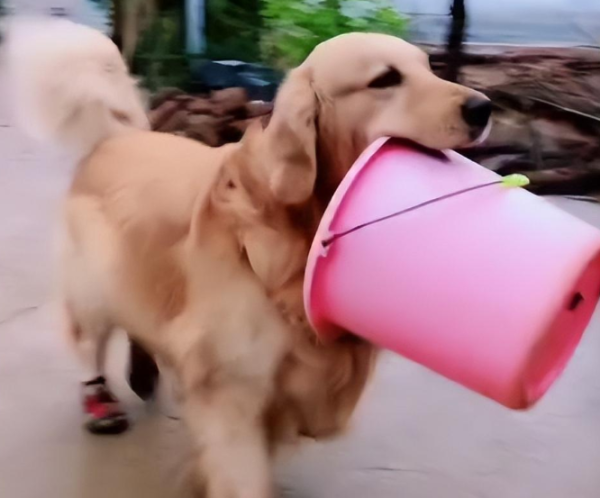 Golden Retriever: The most worried dog on the Internet about the Gu family, 