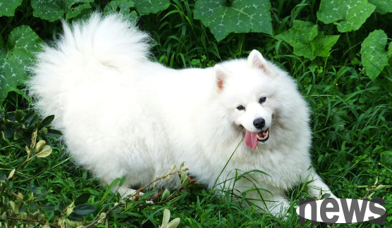 What category does dog food belong to? Another pair of fox and rabbit CPs have become popular. Why isn’t your store popular yet? The answer is in the text