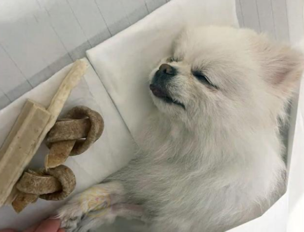 A Pomeranian abandoned in the mountains, paralyzed and unable to move, still wearing beautiful little clothes